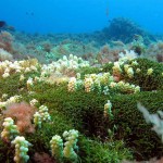 algal-meadow-700x-150x150